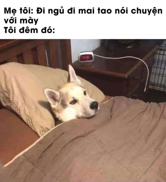 meme đi ngủ 19