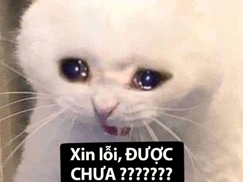 meme dỗi 5