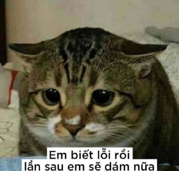 meme dỗi 1