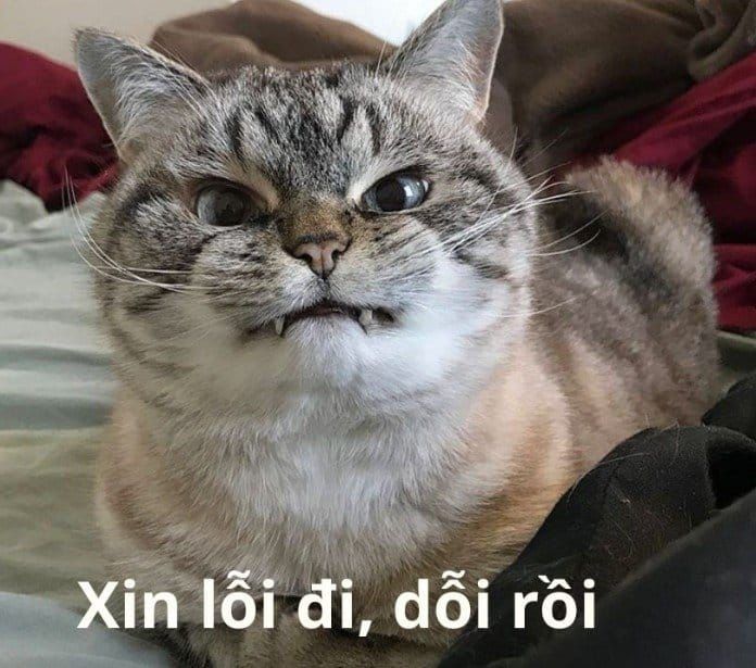 meme dỗi 26