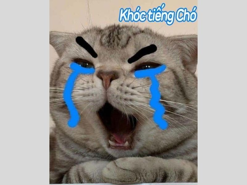 ảnh meme hài hước 52