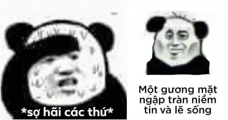 meme gấu trúc 34