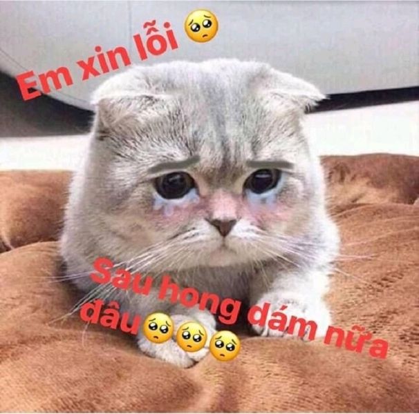 meme mèo buồn 20