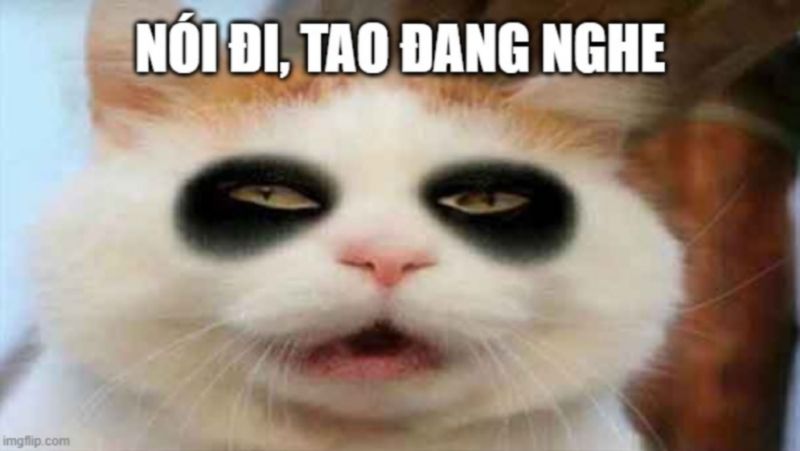 meme mèo buồn 33