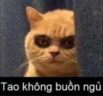 meme mèo buồn 36