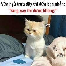 meme mèo buồn 40