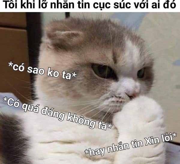 meme xin lỗi 36