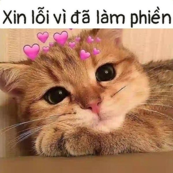 meme xin lỗi 41