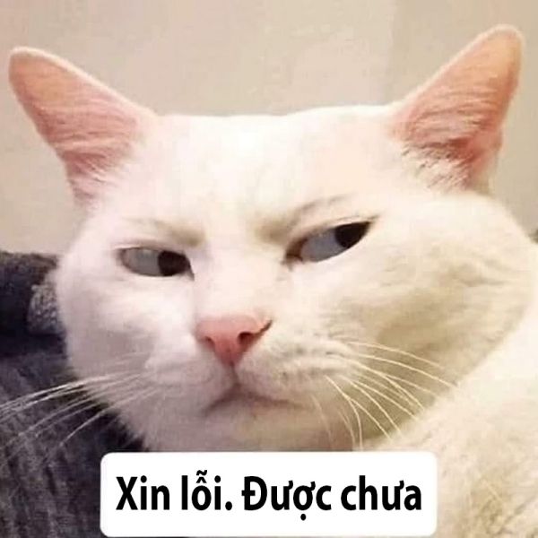 meme xin lỗi 47