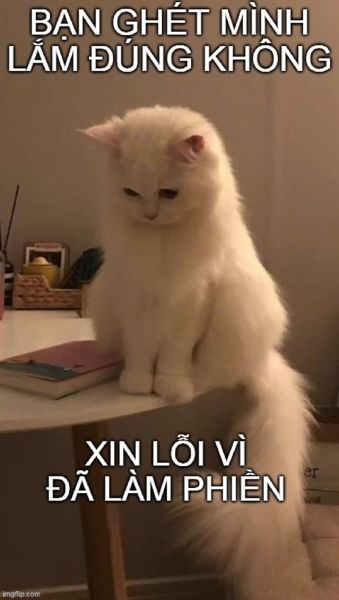 meme xin lỗi 49