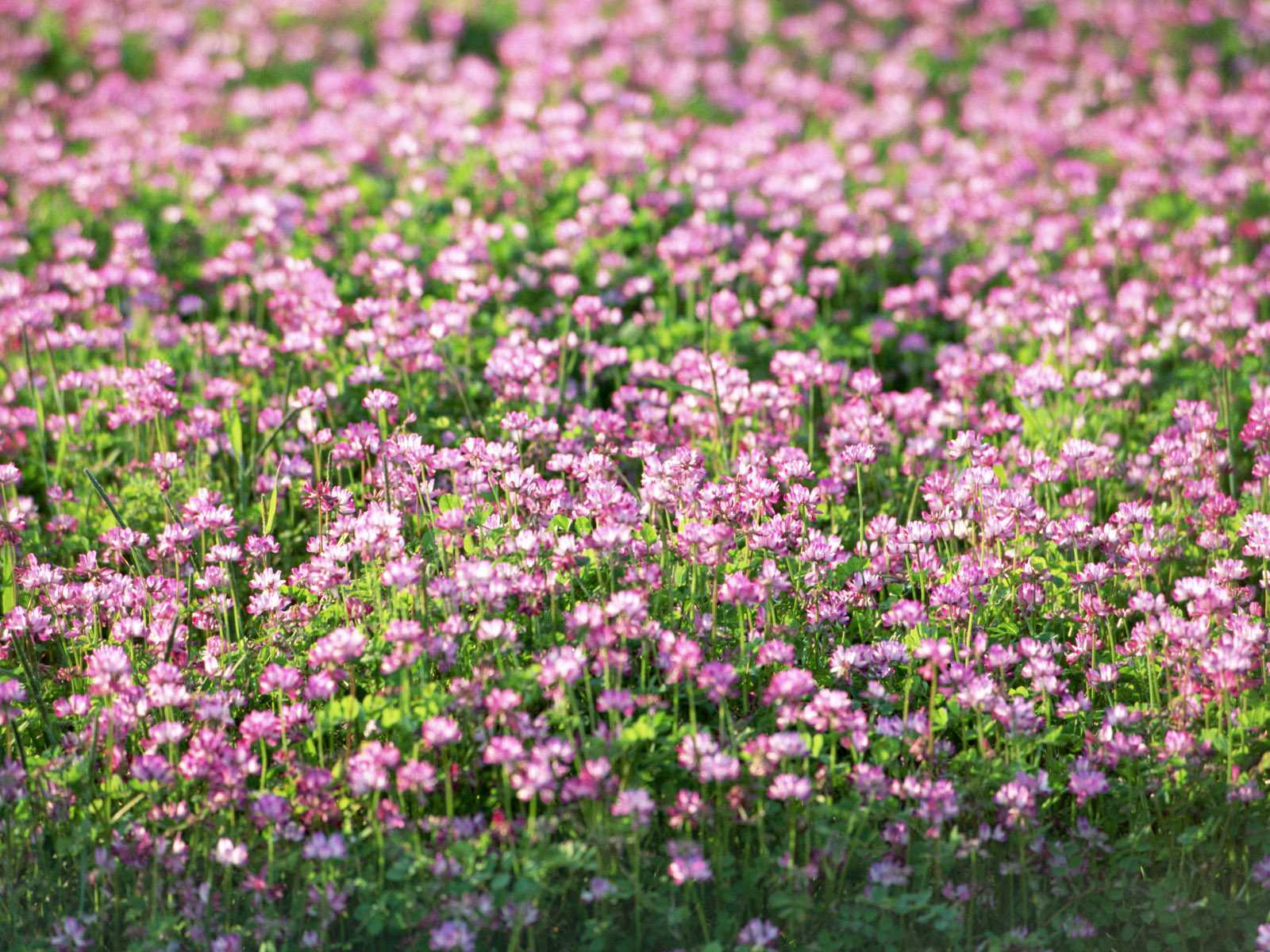 Phong cảnh bãi cỏ phủ đầy hoa dại 1
