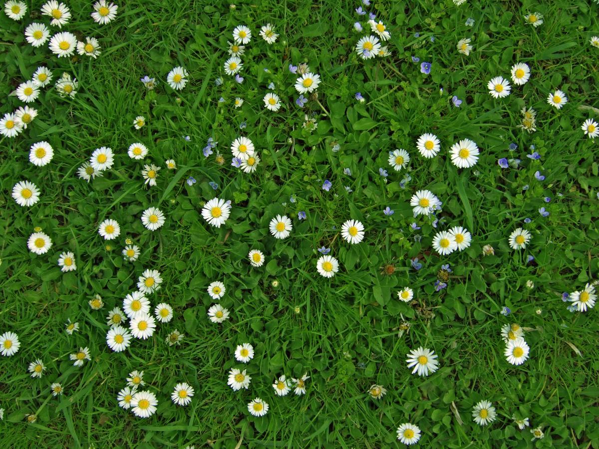 Phong cảnh bãi cỏ phủ đầy hoa dại 13