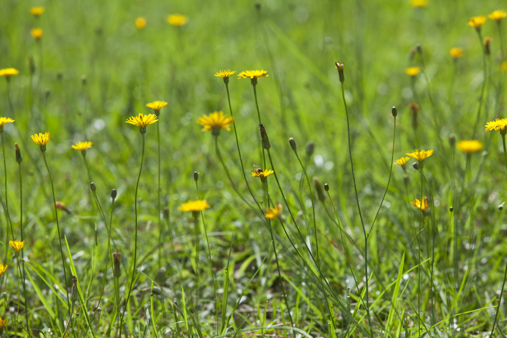 Phong cảnh bãi cỏ phủ đầy hoa dại 15