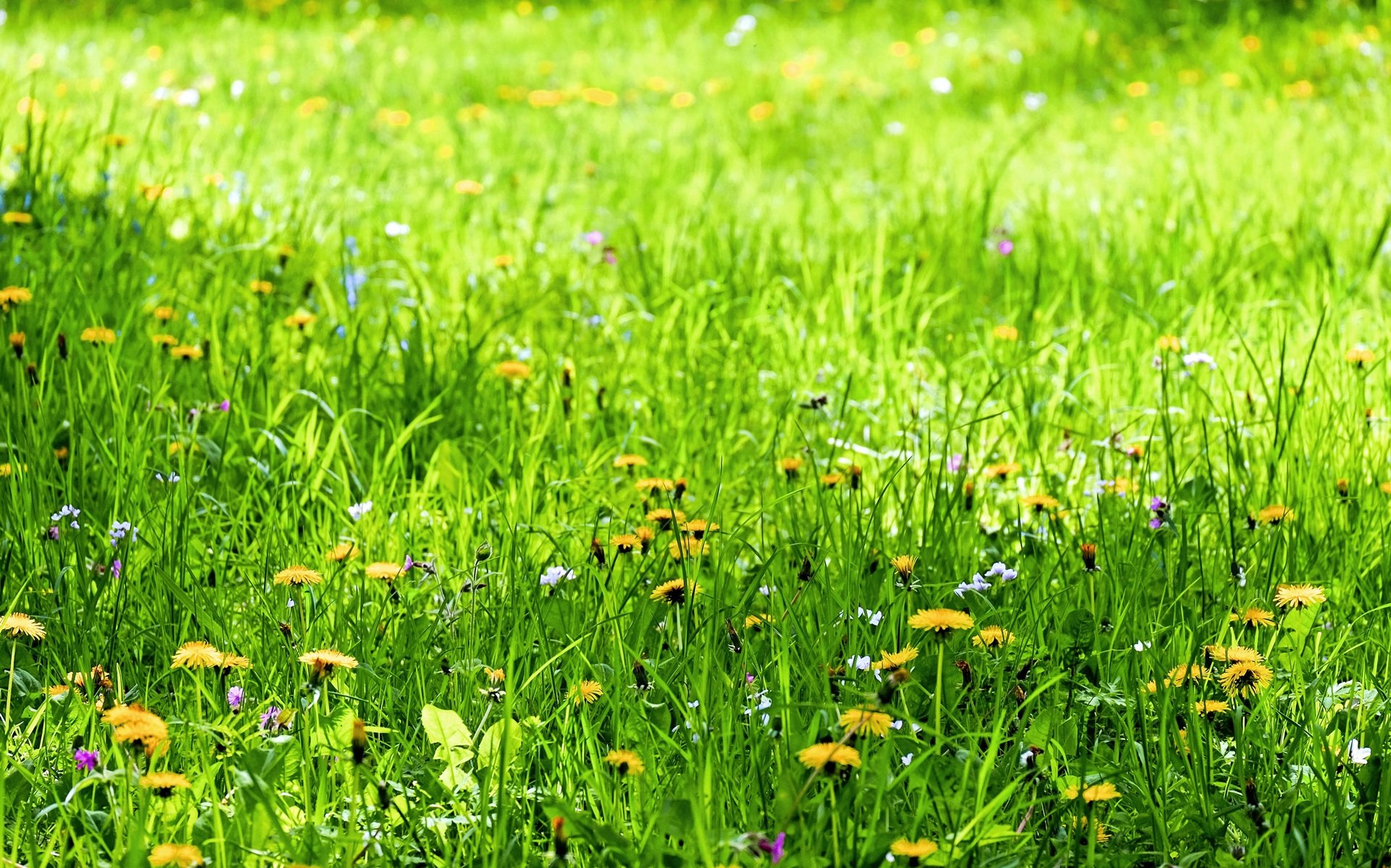 Phong cảnh bãi cỏ phủ đầy hoa dại 16