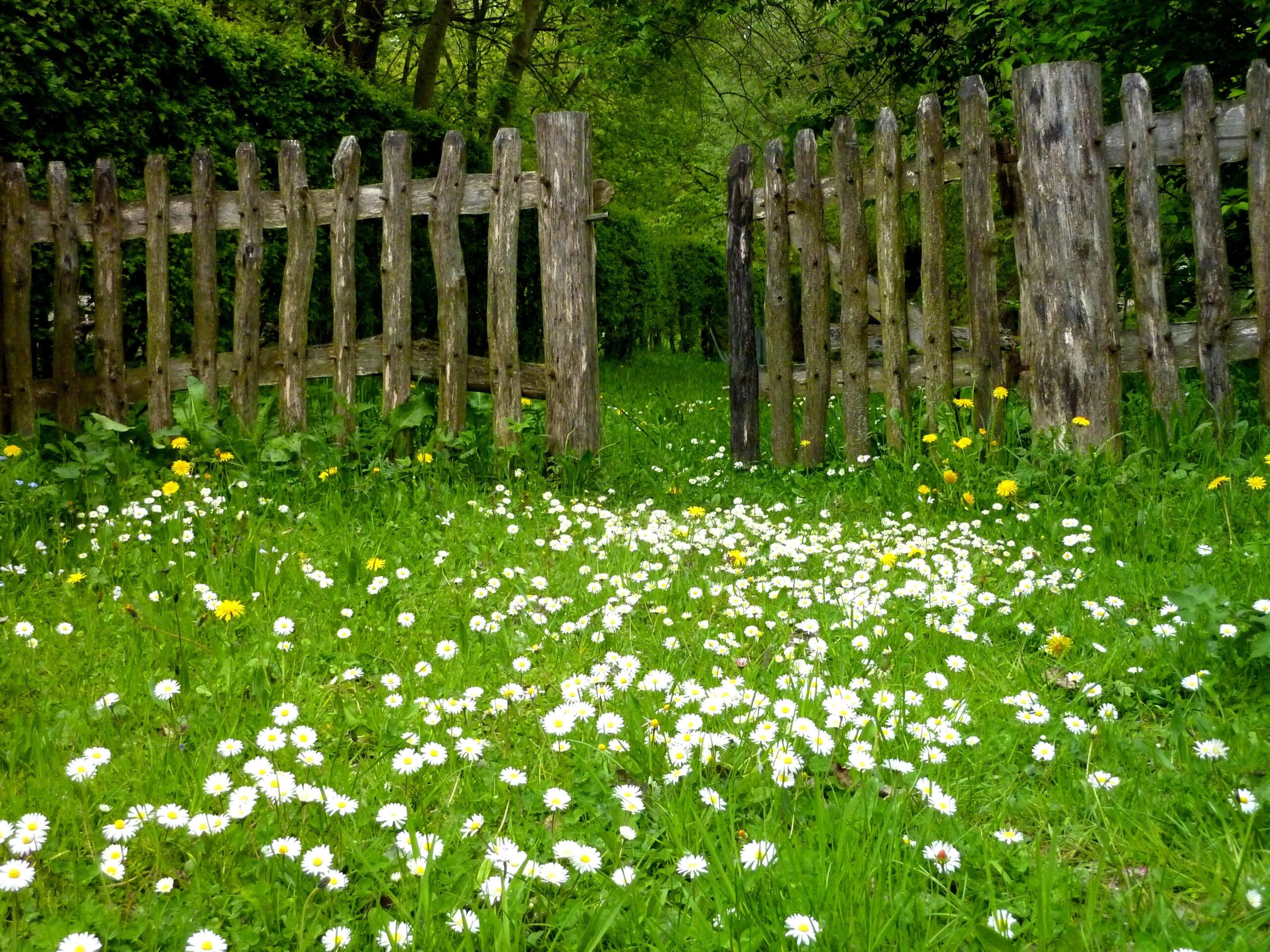 Phong cảnh bãi cỏ phủ đầy hoa dại 18
