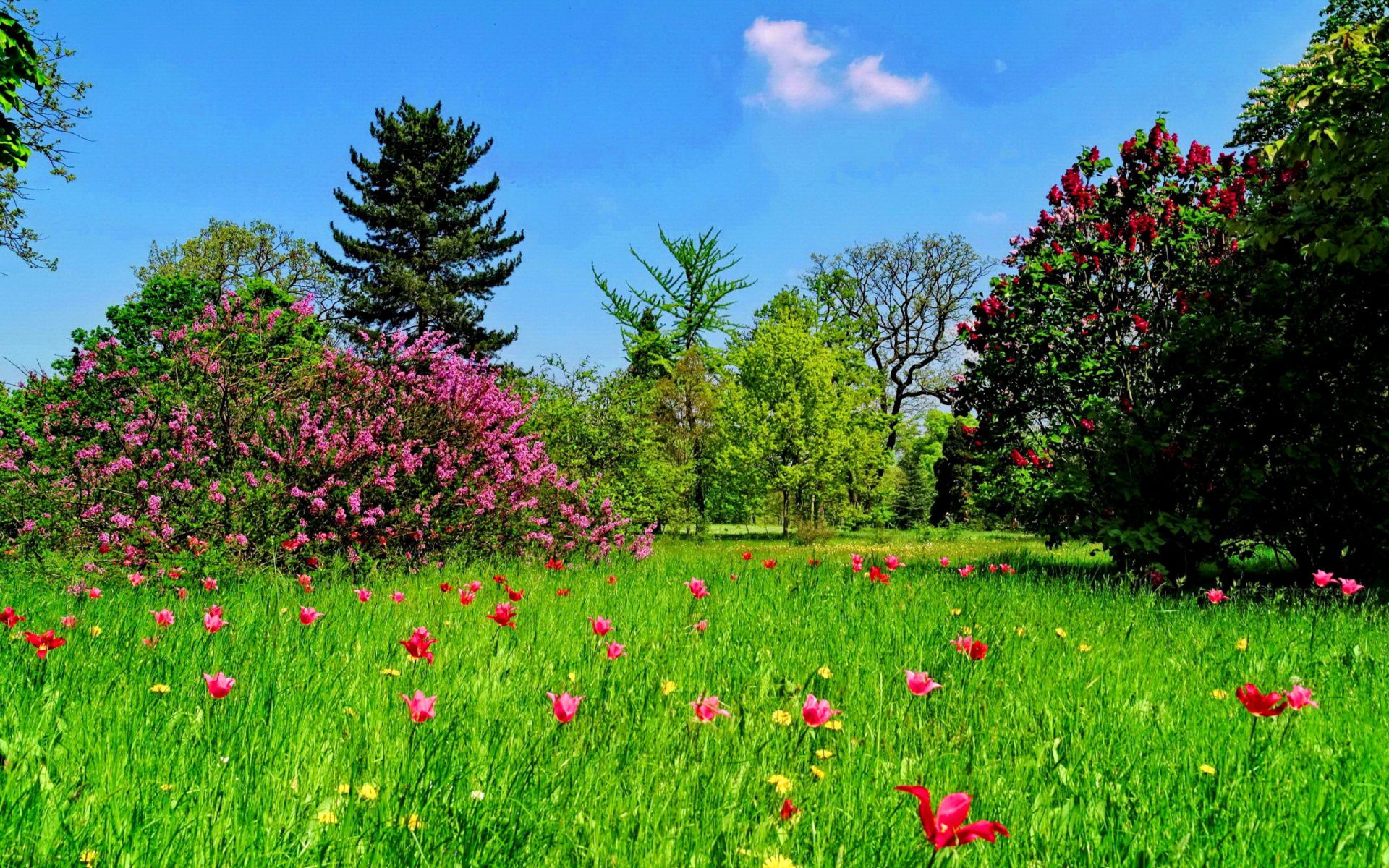 Phong cảnh bãi cỏ phủ đầy hoa dại 21