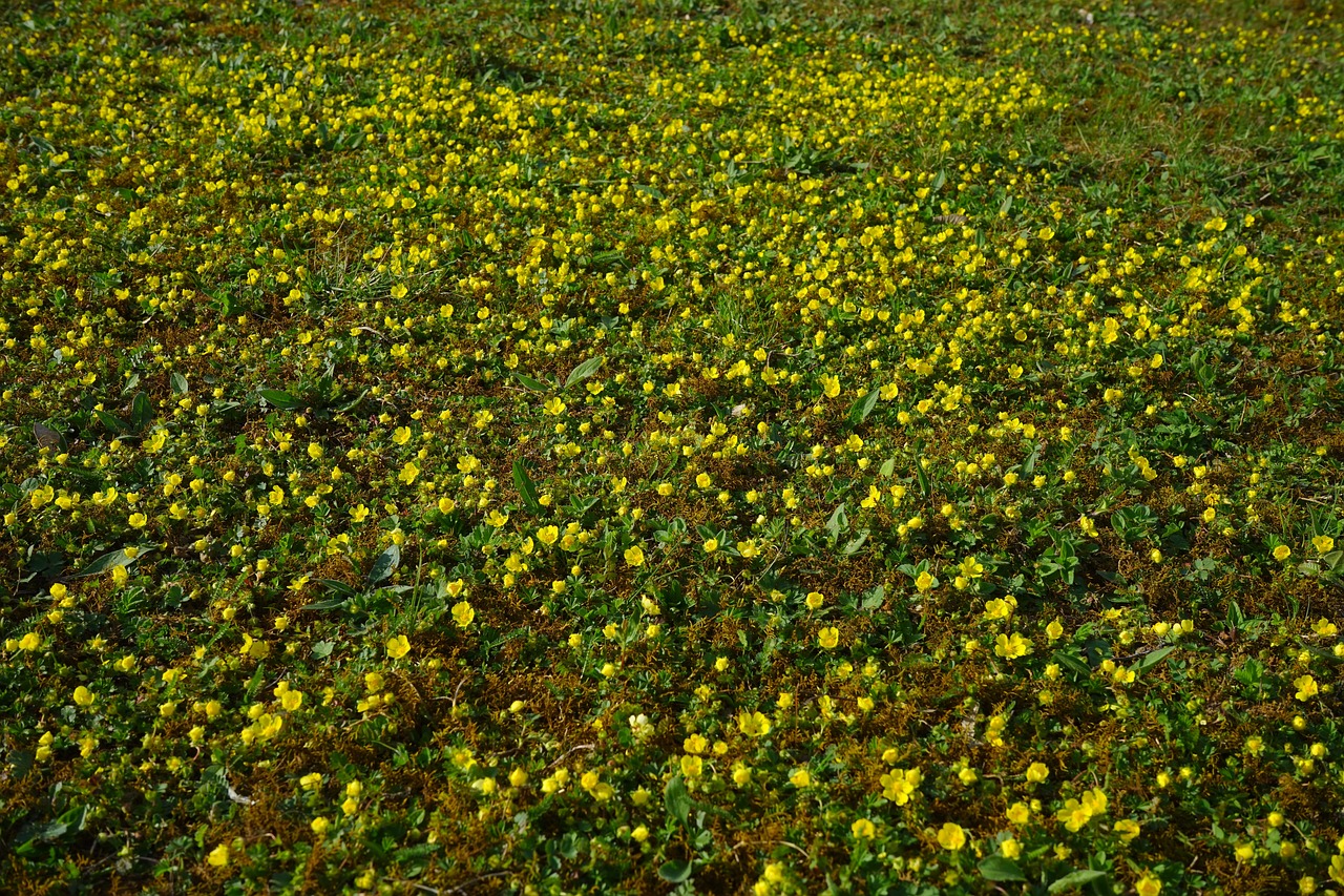 Phong cảnh bãi cỏ phủ đầy hoa dại 22