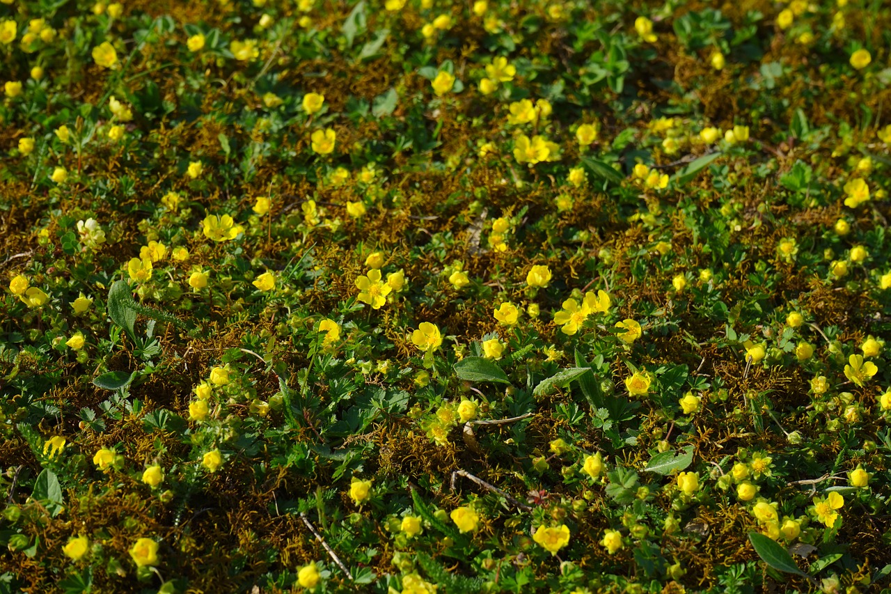 Phong cảnh bãi cỏ phủ đầy hoa dại 23