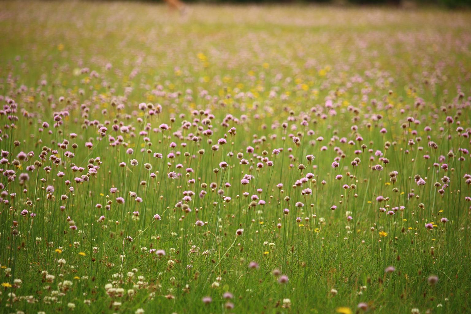 Phong cảnh bãi cỏ phủ đầy hoa dại 29