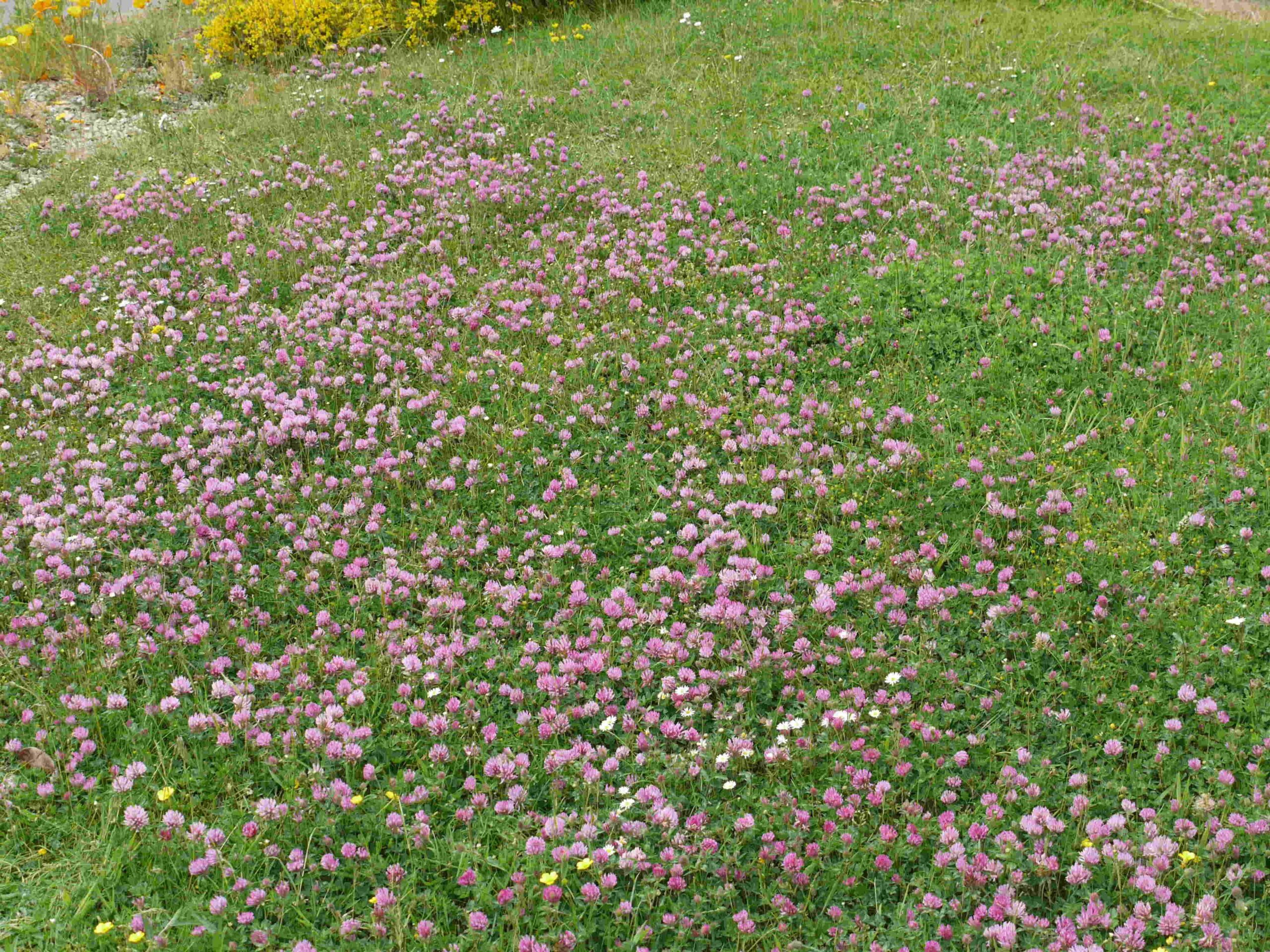 Phong cảnh bãi cỏ phủ đầy hoa dại 32