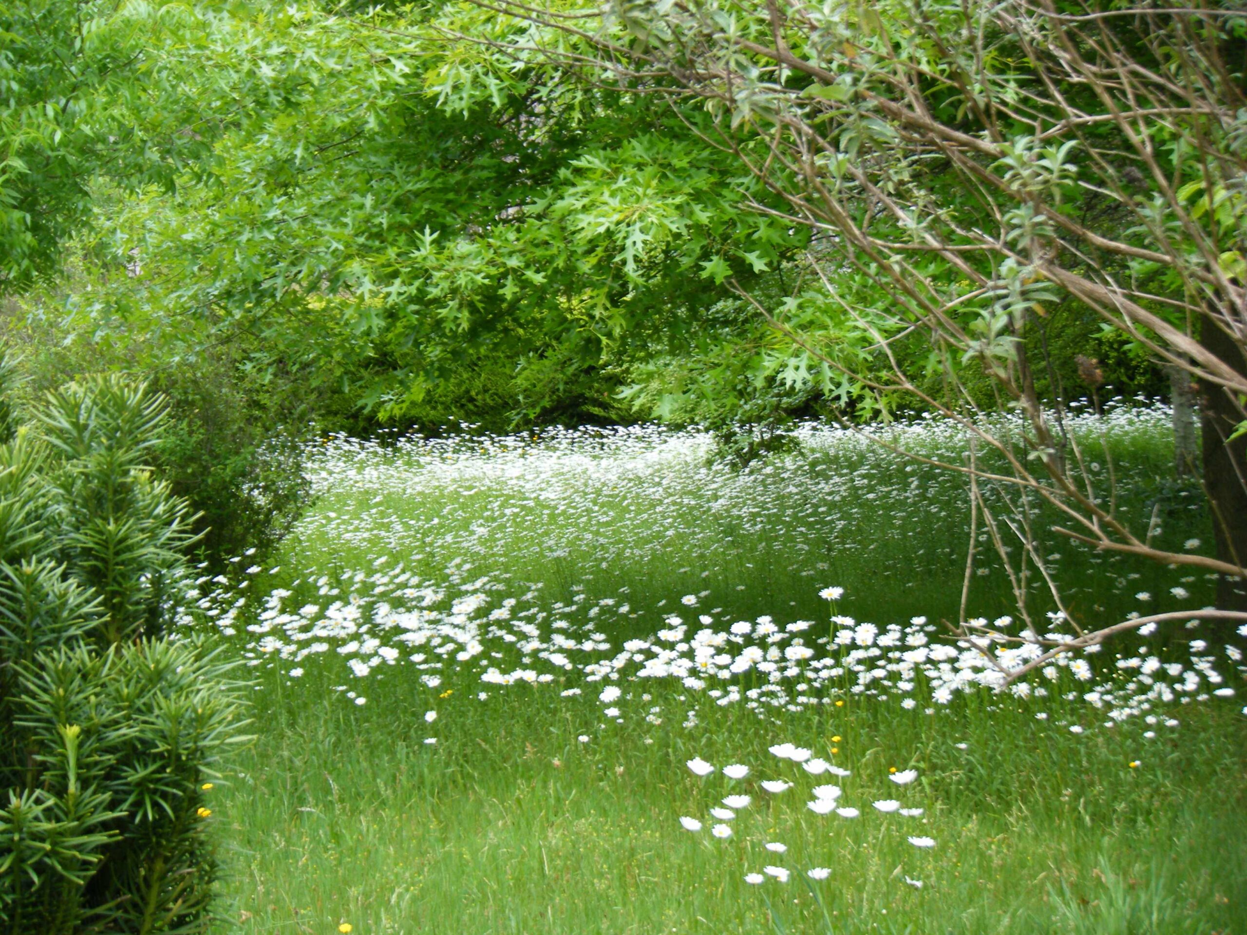 Phong cảnh bãi cỏ phủ đầy hoa dại 40