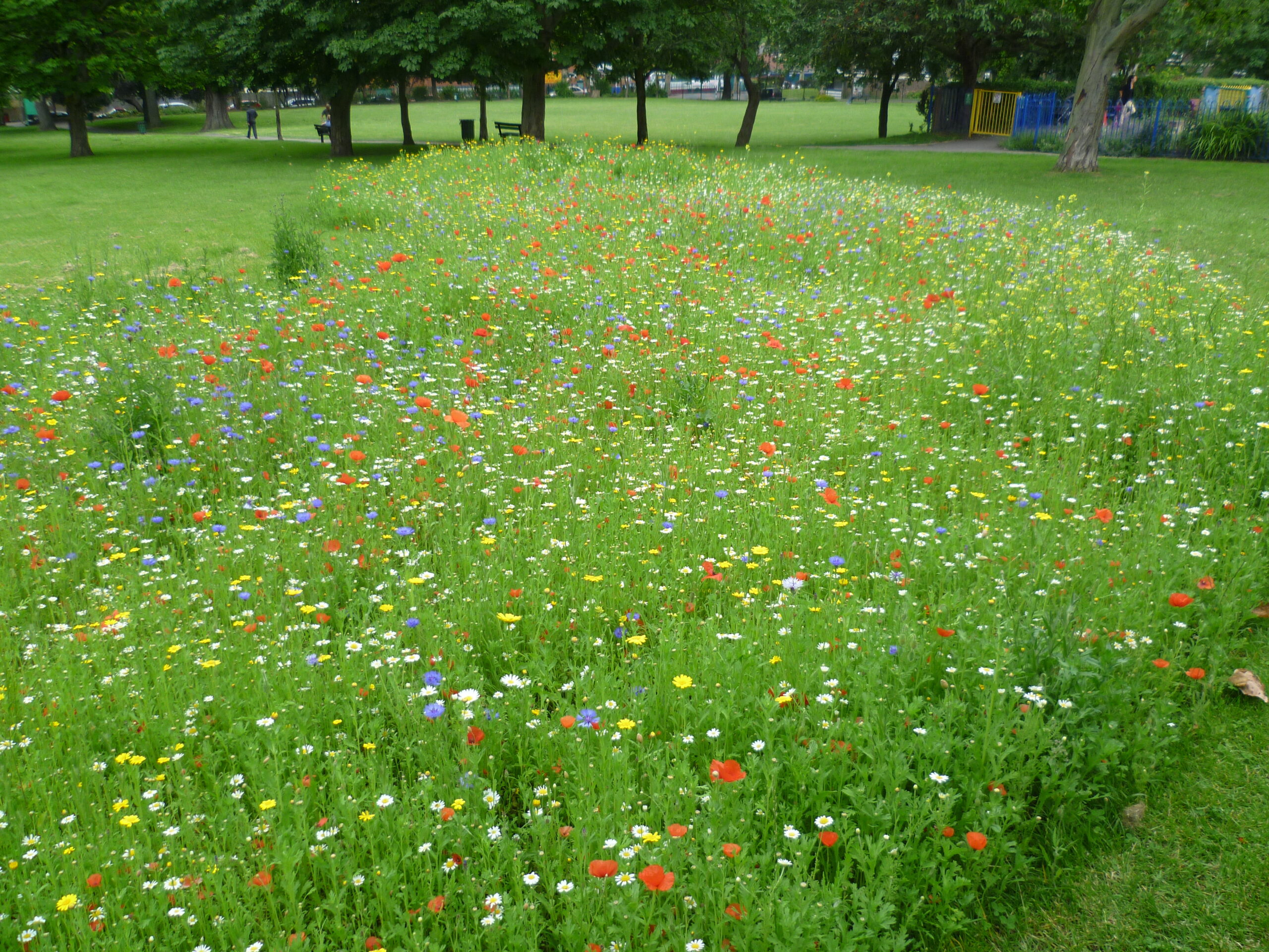 Phong cảnh bãi cỏ phủ đầy hoa dại 44