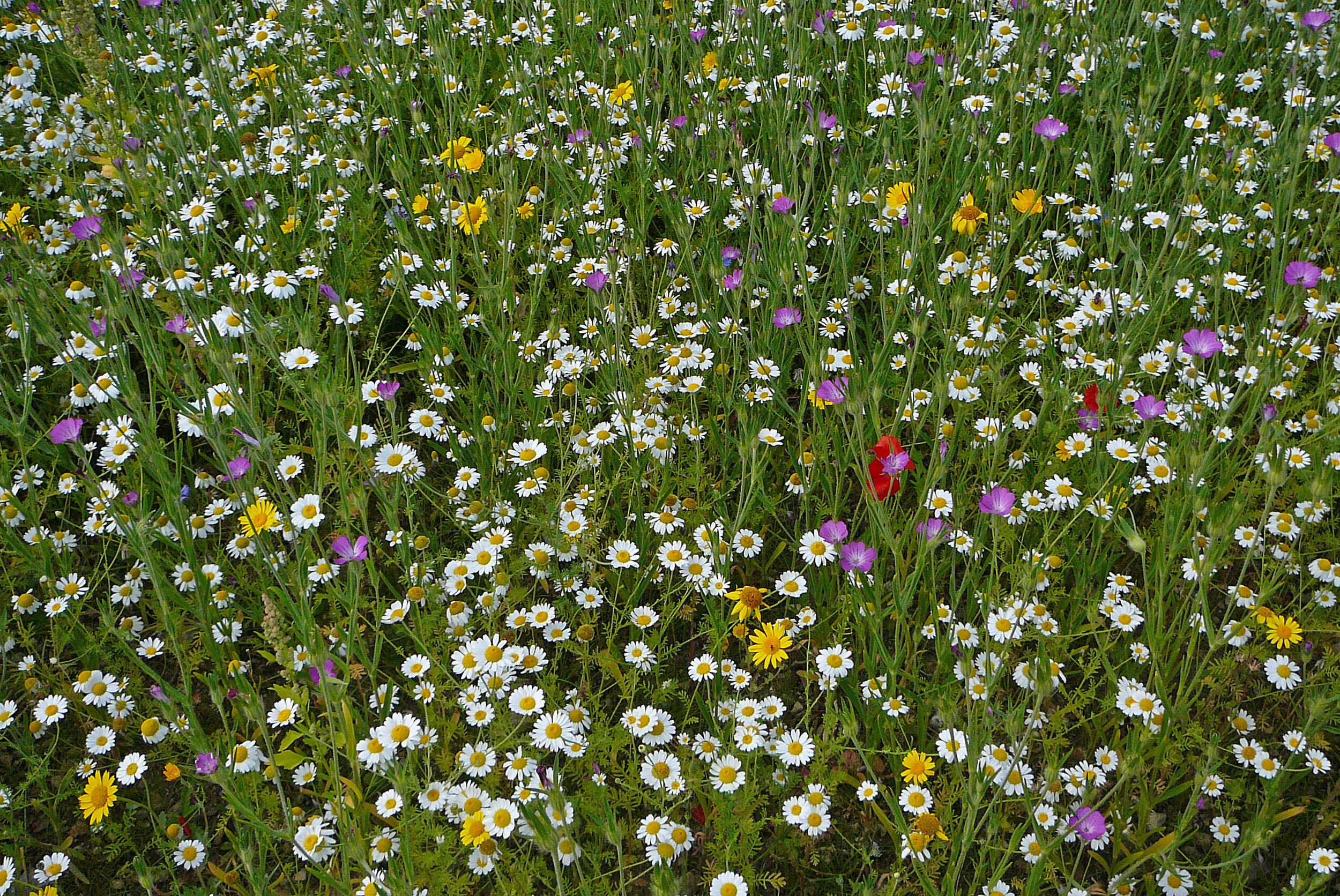 Phong cảnh bãi cỏ phủ đầy hoa dại 45