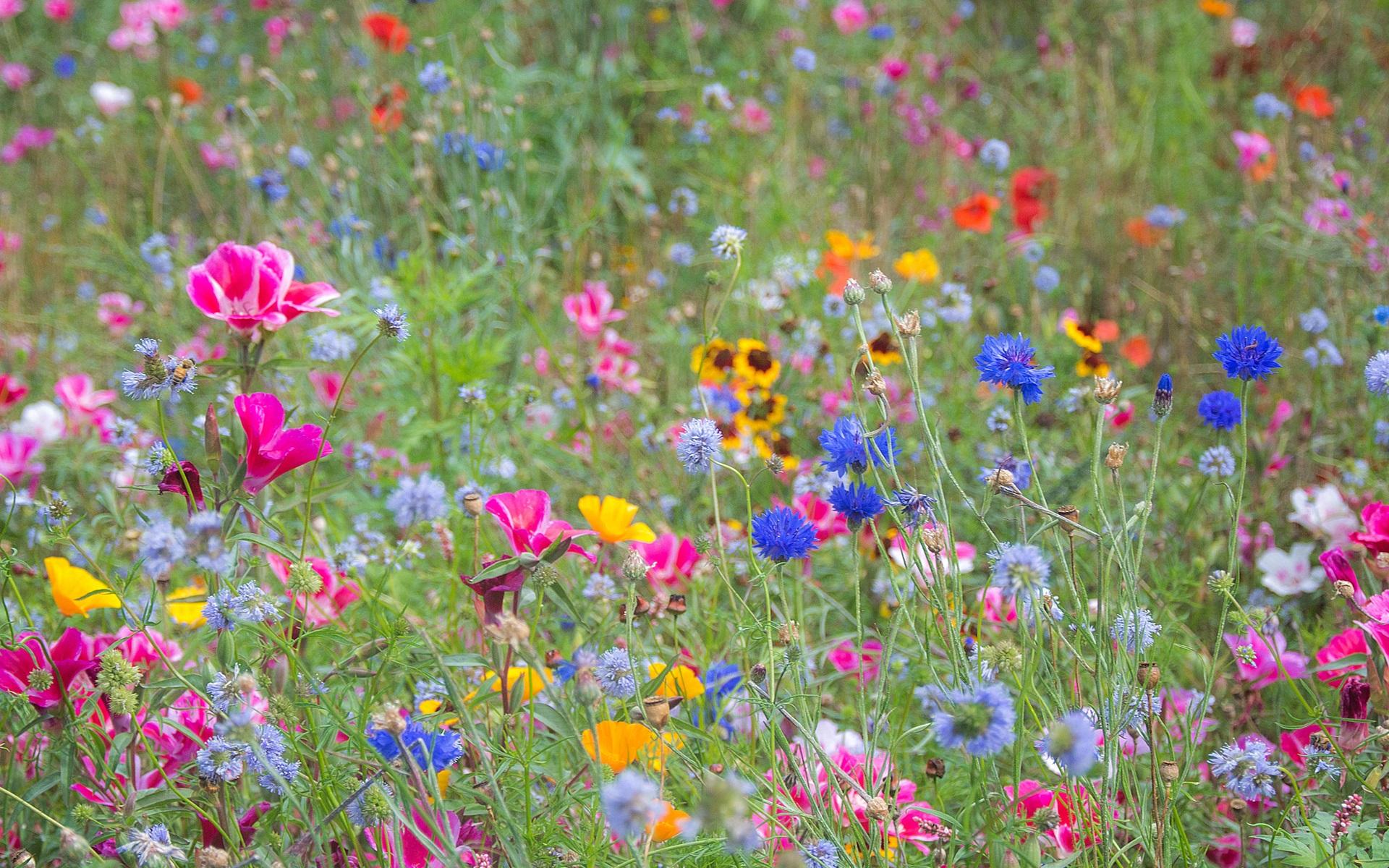 Phong cảnh bãi cỏ phủ đầy hoa dại 46