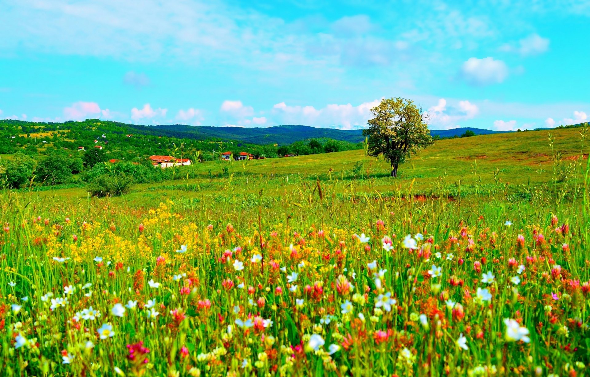 Phong cảnh những cánh đồng hoa mùa xuân 40