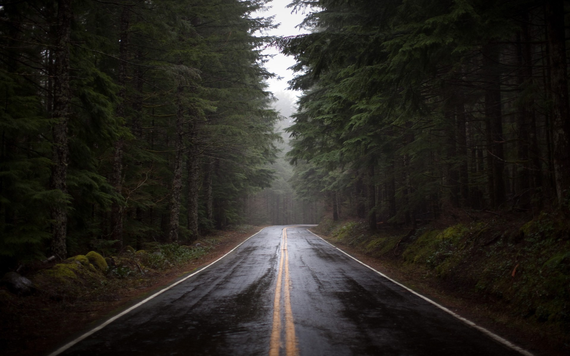 Phong cảnh con đường dẫn vào thung lũng sương mù 39