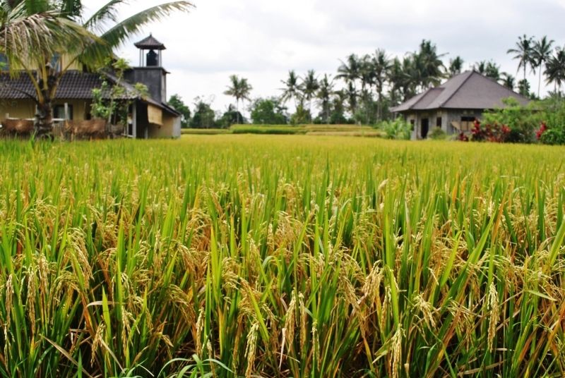 Phong cảnh cánh đồng lúa chín vàng 38