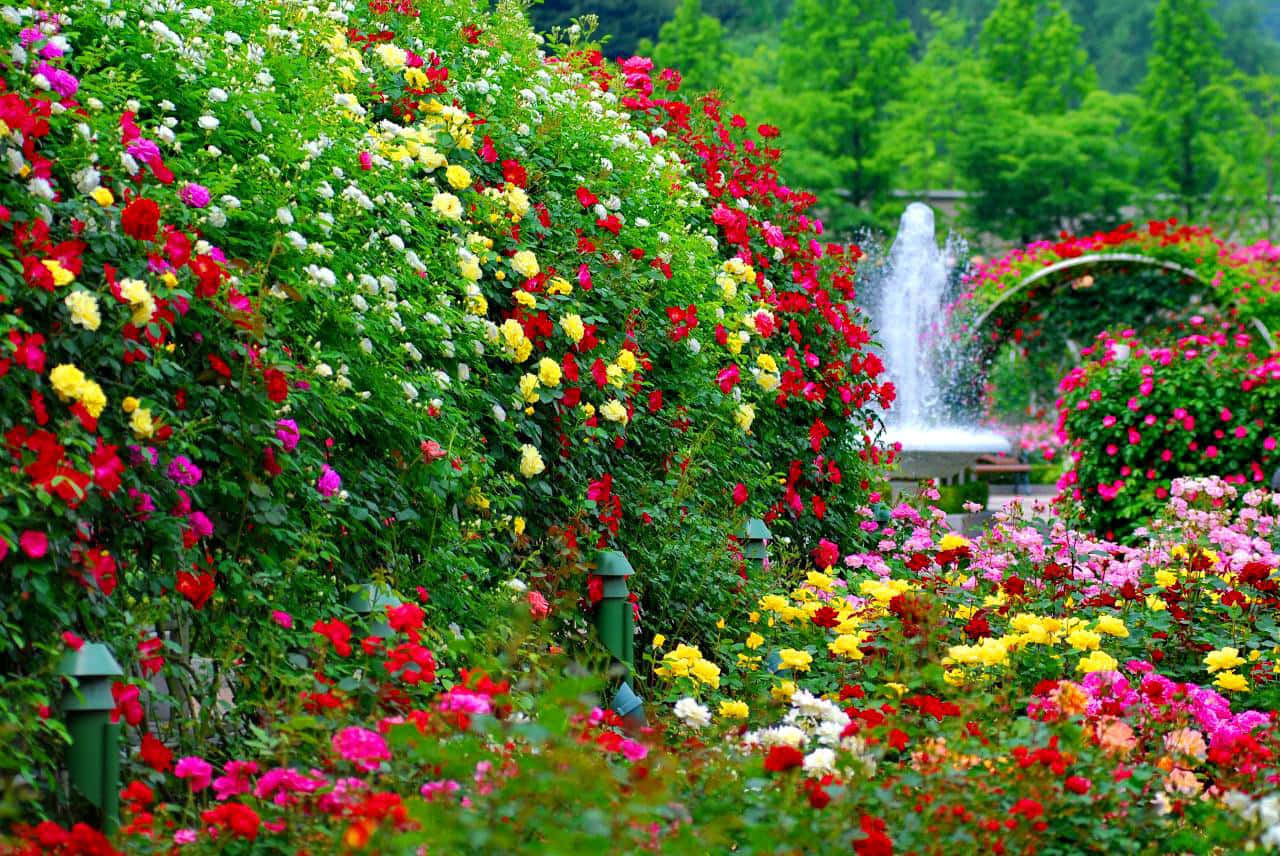 Phong cảnh khu vườn hoa đẹp 30