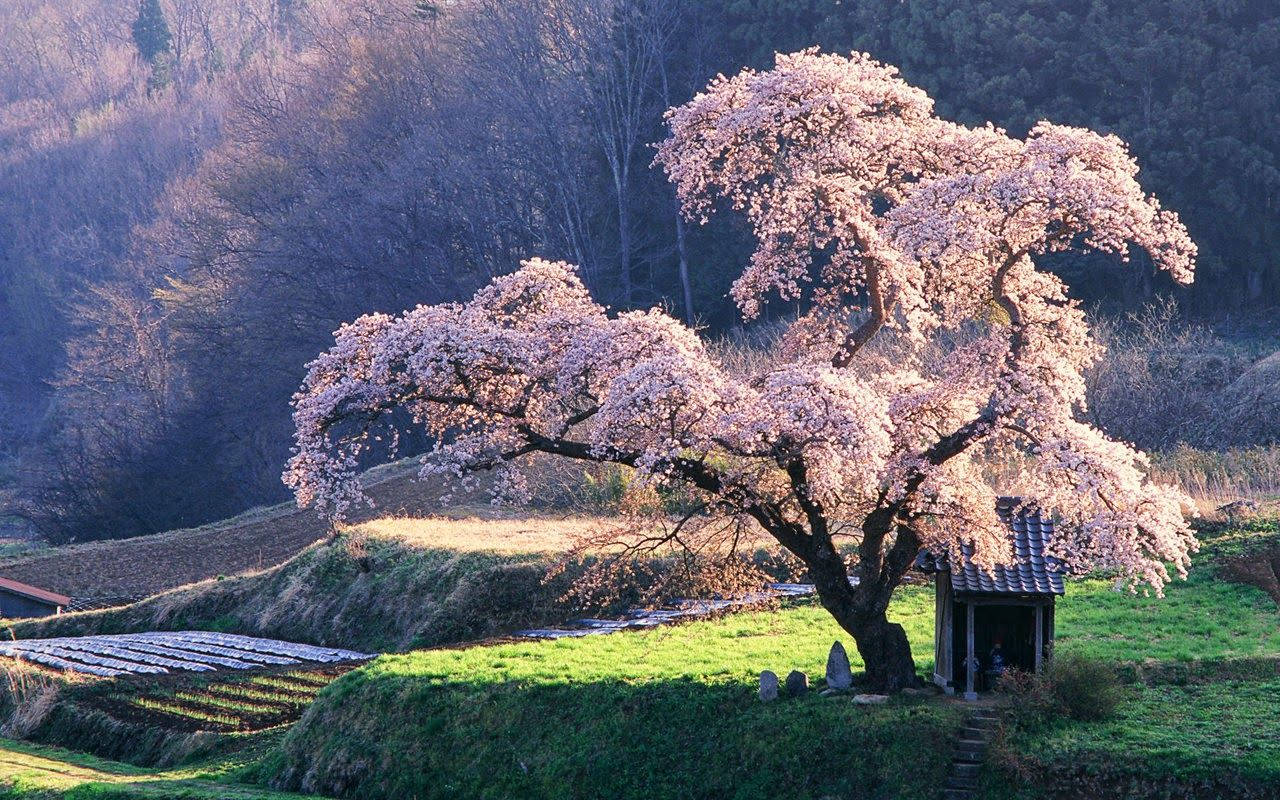 Phong cảnh Nhật Bản 23