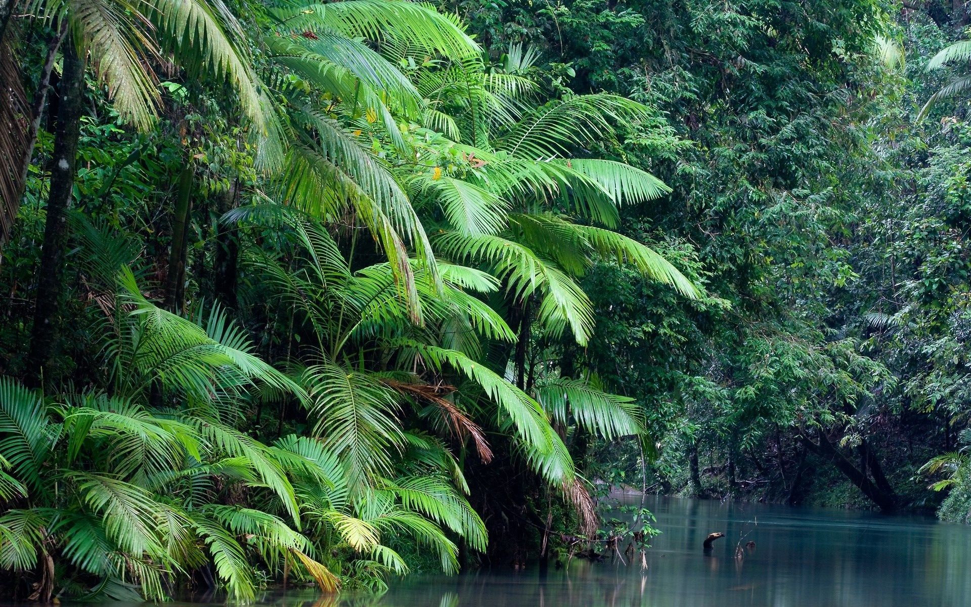 Phong cảnh rừng nhiệt đới 7