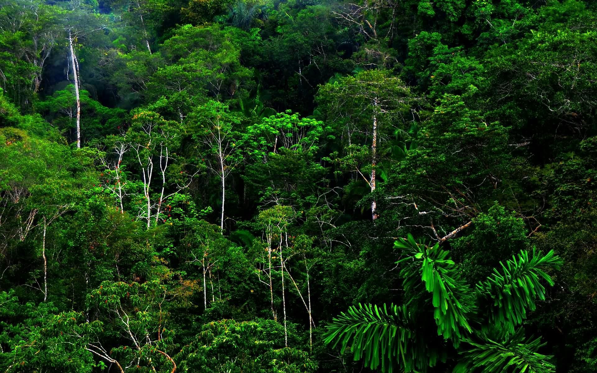 Phong cảnh rừng nhiệt đới 8