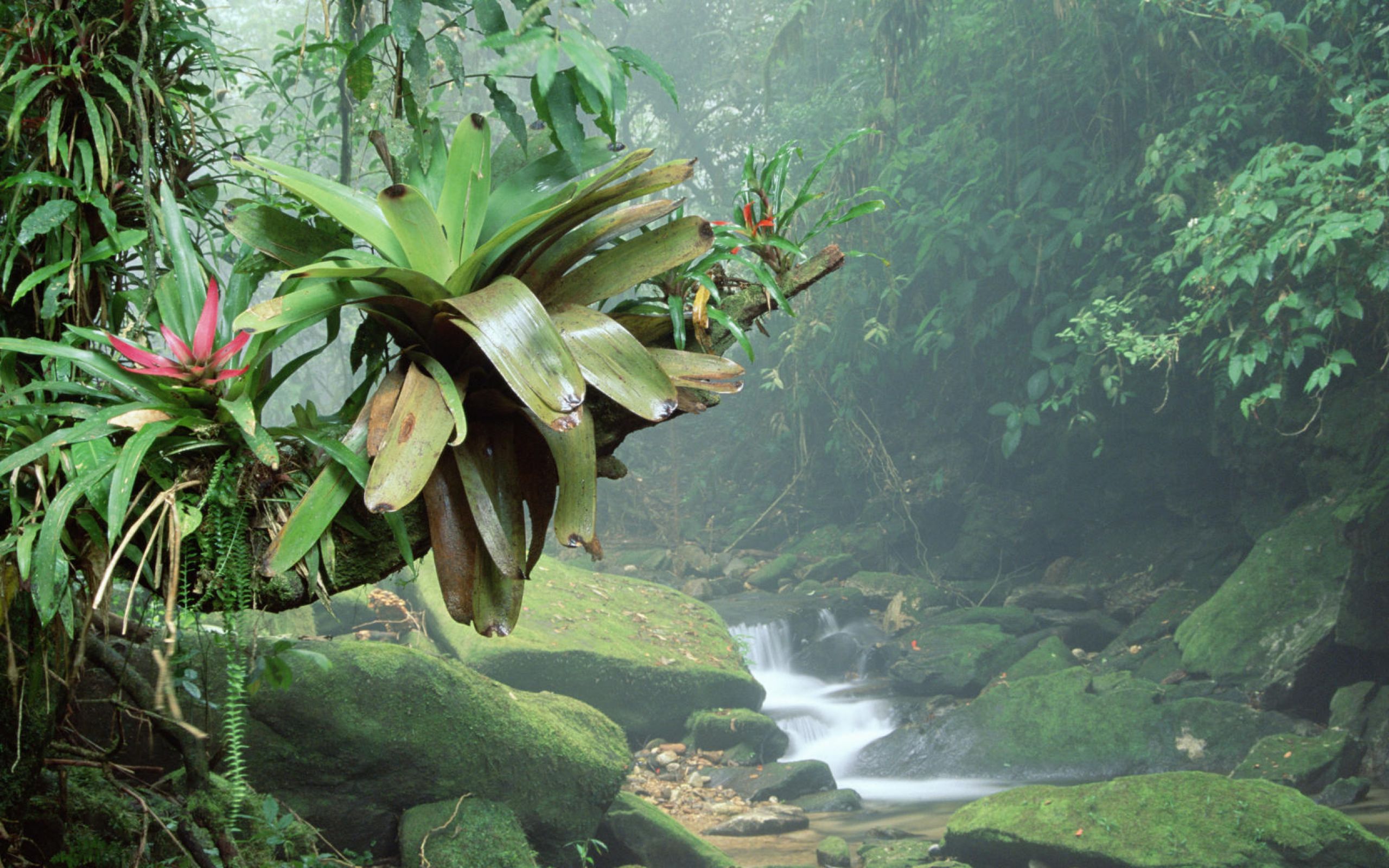 Phong cảnh rừng nhiệt đới 9