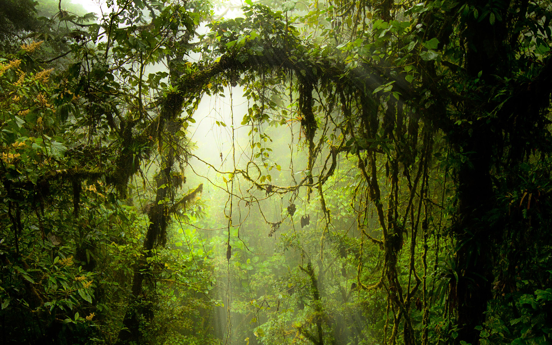 Phong cảnh rừng nhiệt đới 10