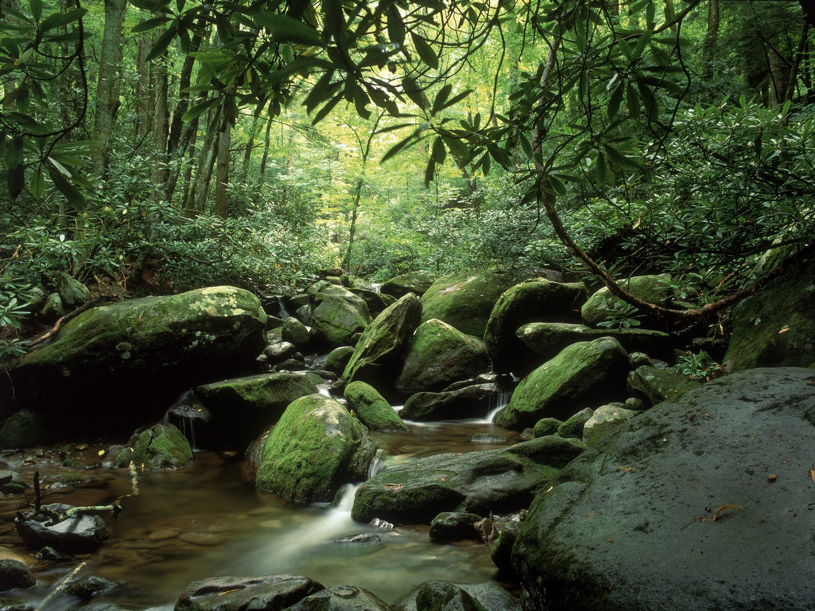 Phong cảnh rừng nhiệt đới 11