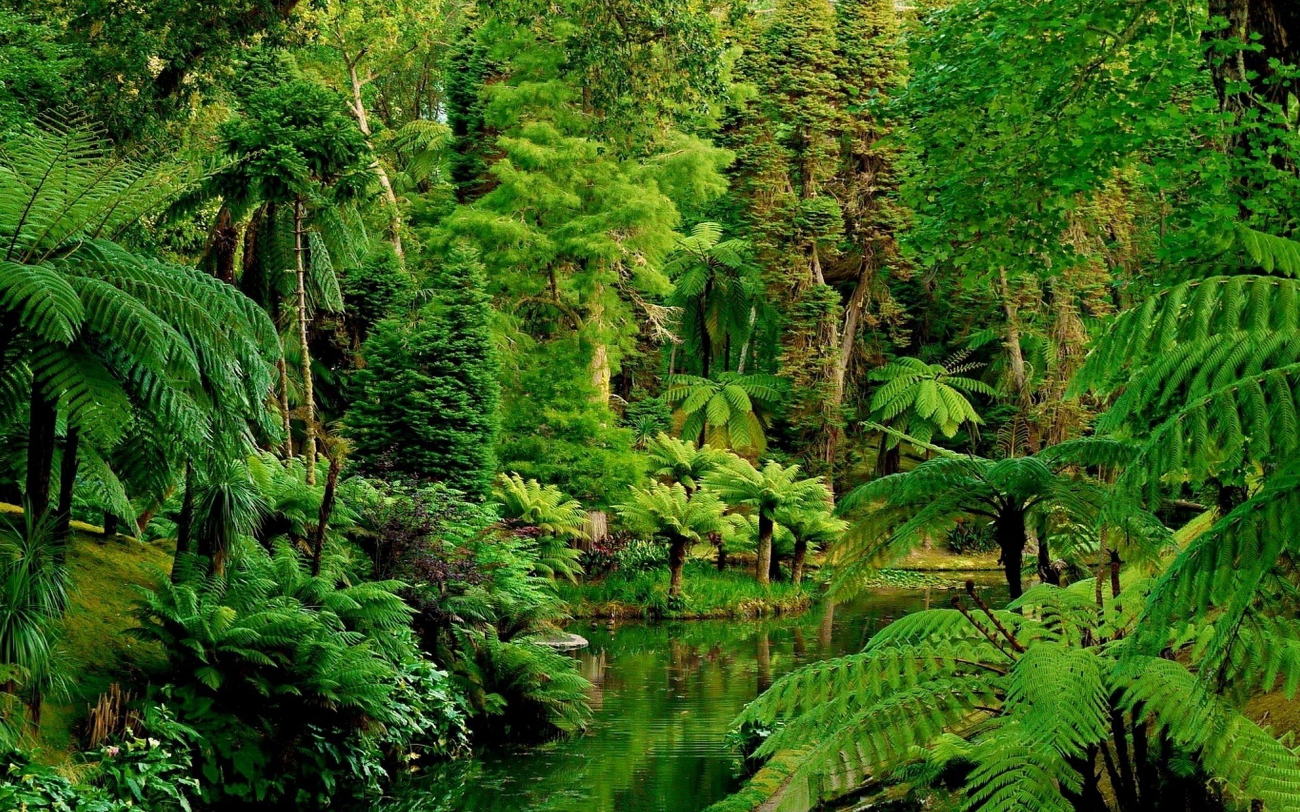 Phong cảnh rừng nhiệt đới 13