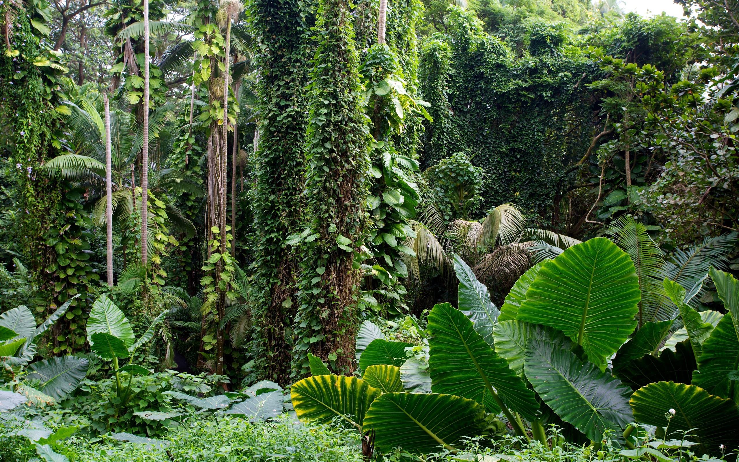 Phong cảnh rừng nhiệt đới 15