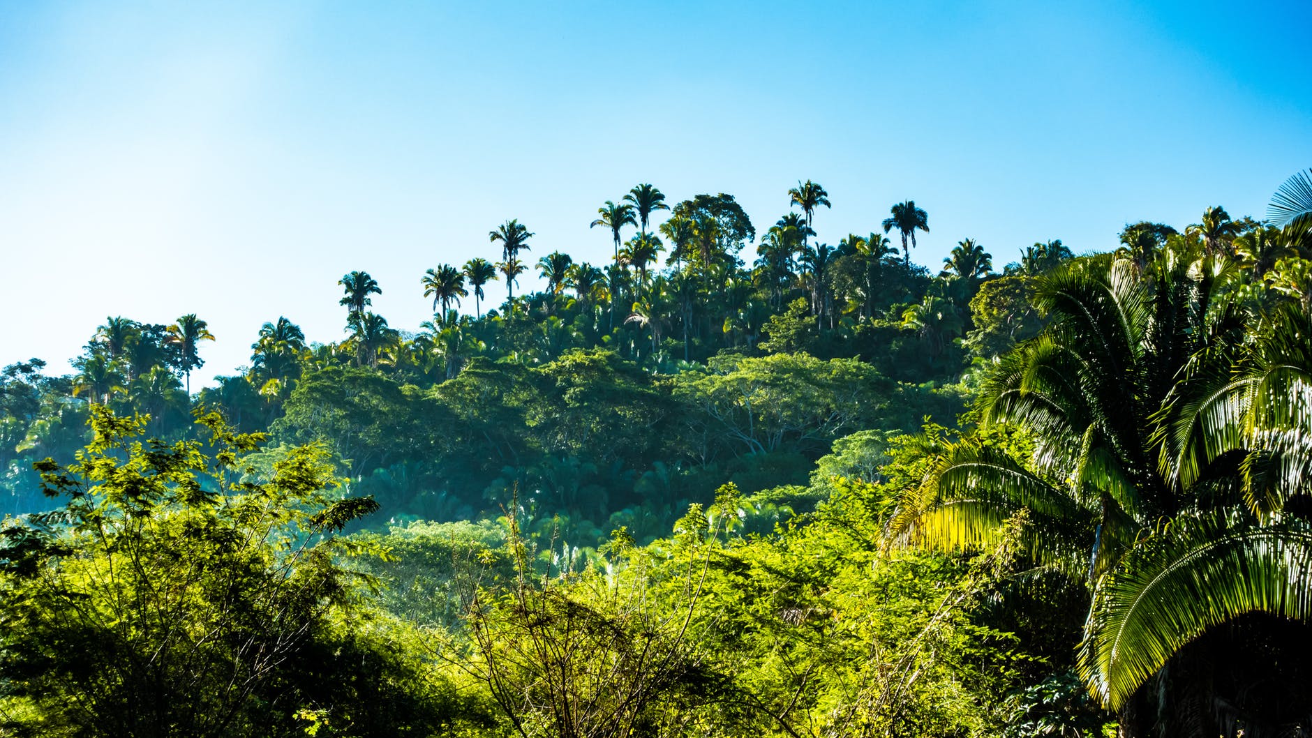 Phong cảnh rừng nhiệt đới 16