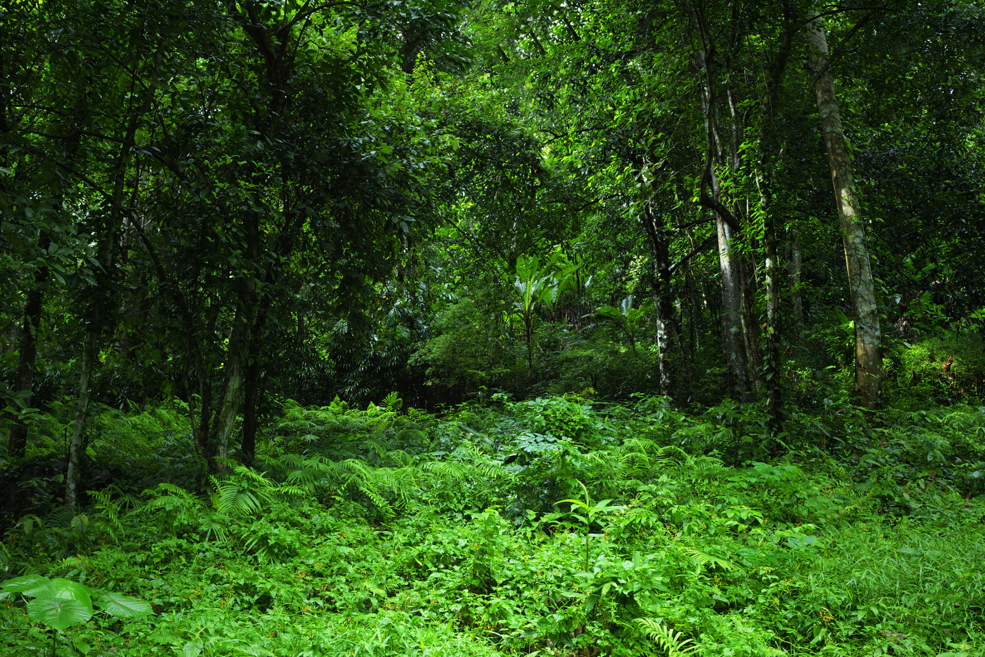 Phong cảnh rừng nhiệt đới 17