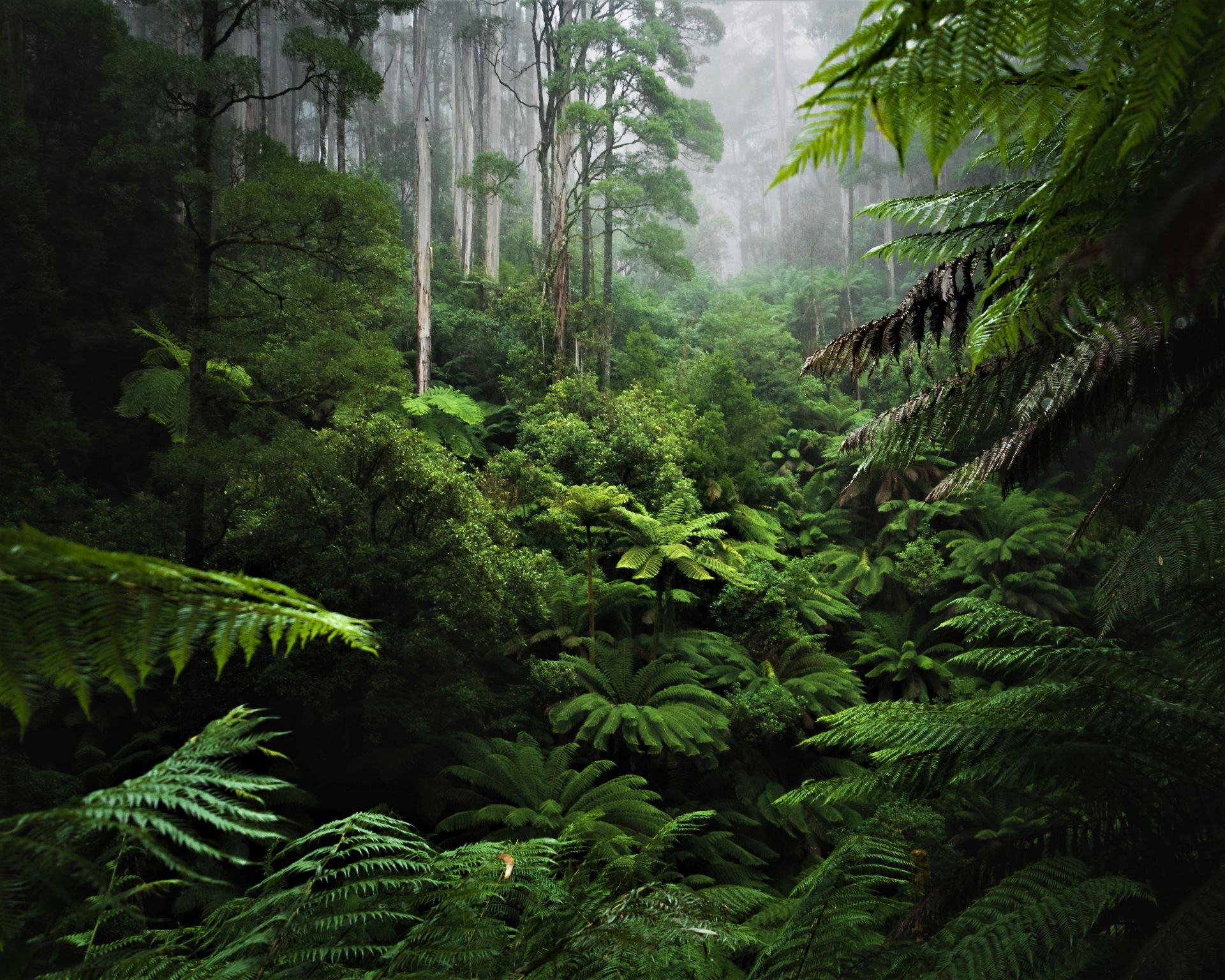 Phong cảnh rừng nhiệt đới 18