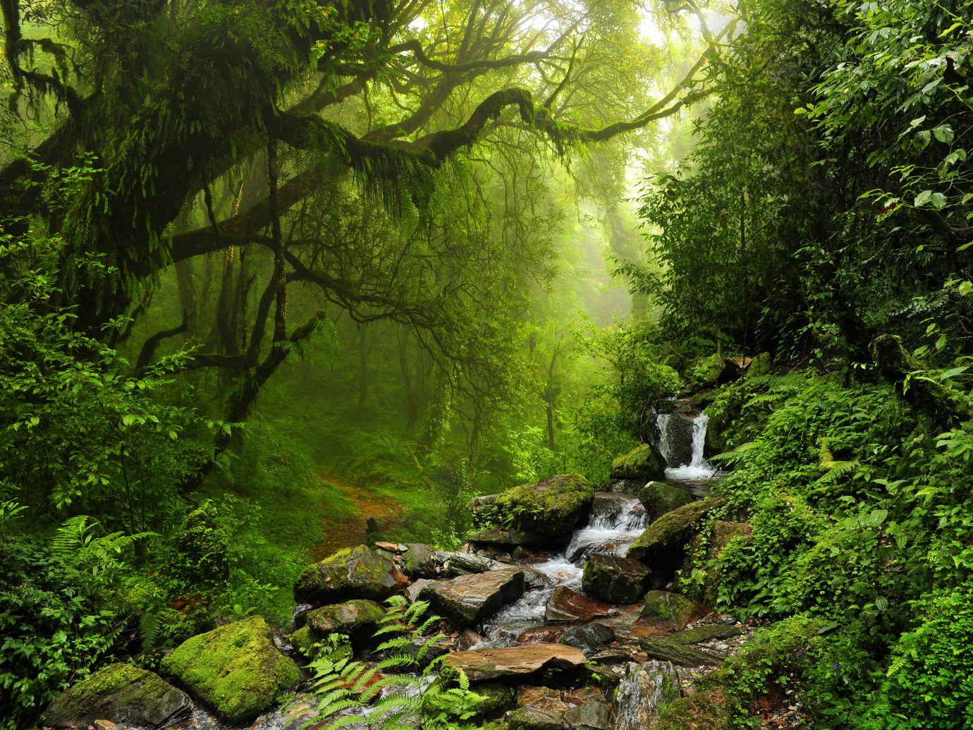 Phong cảnh rừng nhiệt đới 20