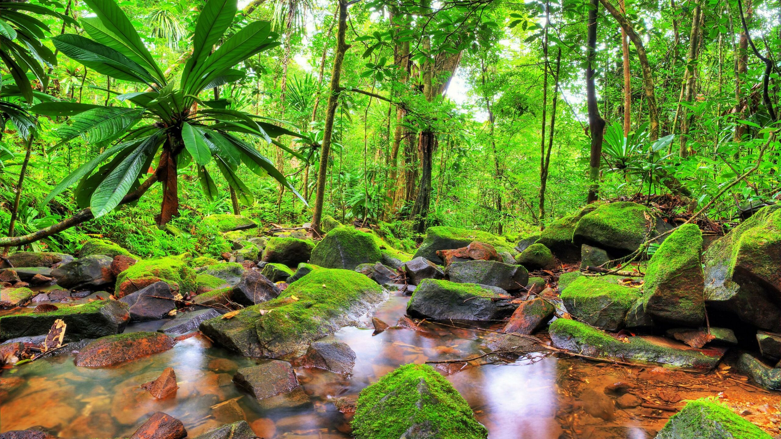 Phong cảnh rừng nhiệt đới 22