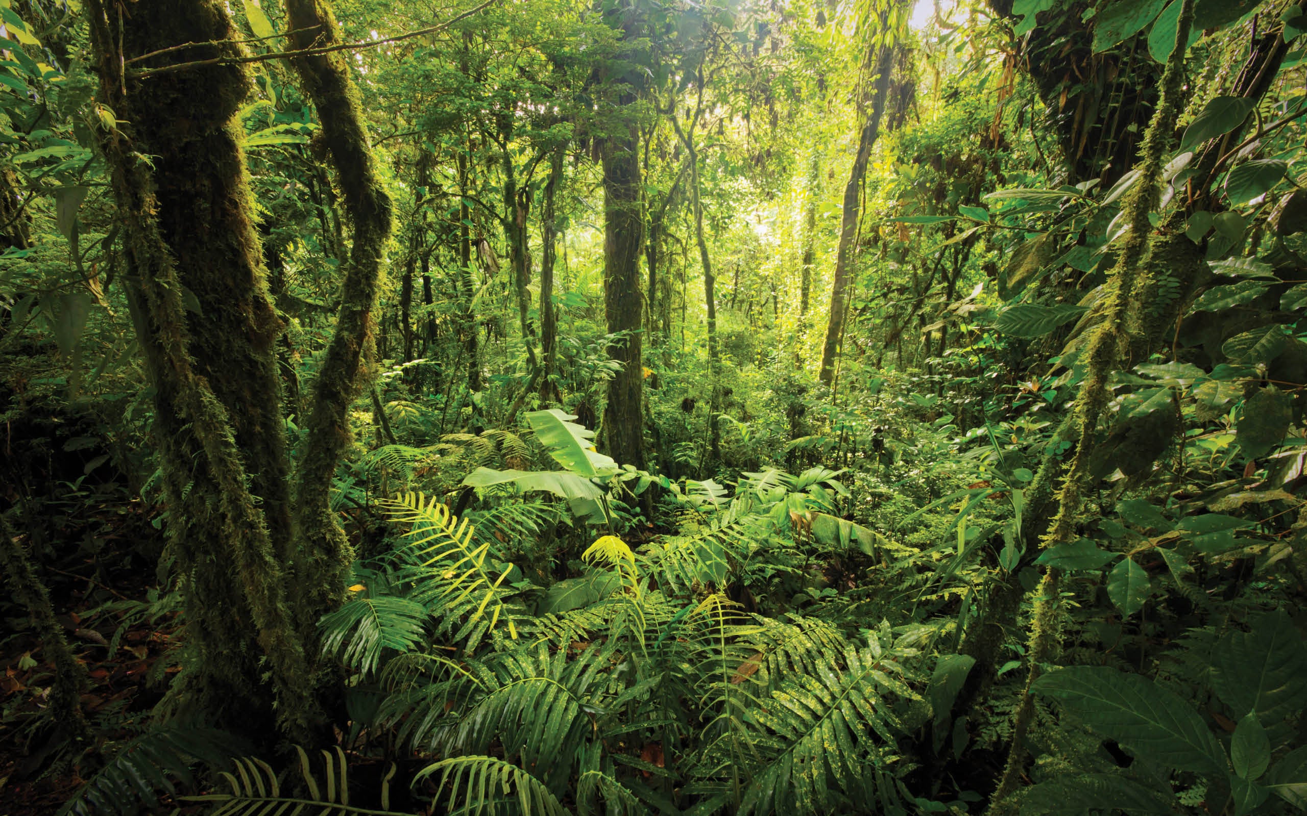 Phong cảnh rừng nhiệt đới 28