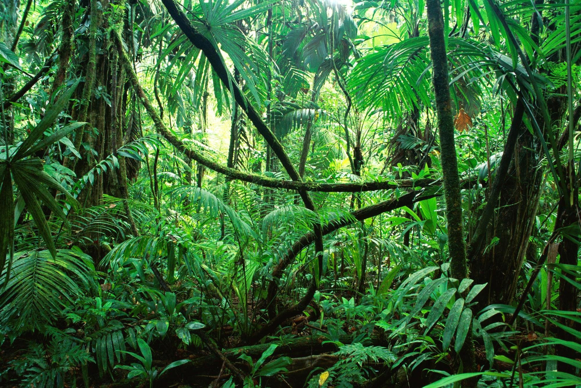Phong cảnh rừng nhiệt đới 31