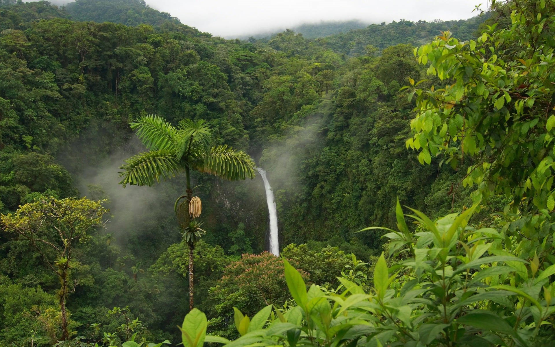 Phong cảnh rừng nhiệt đới 32