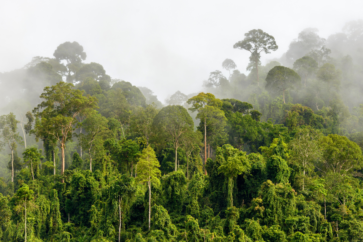 Phong cảnh rừng nhiệt đới 34