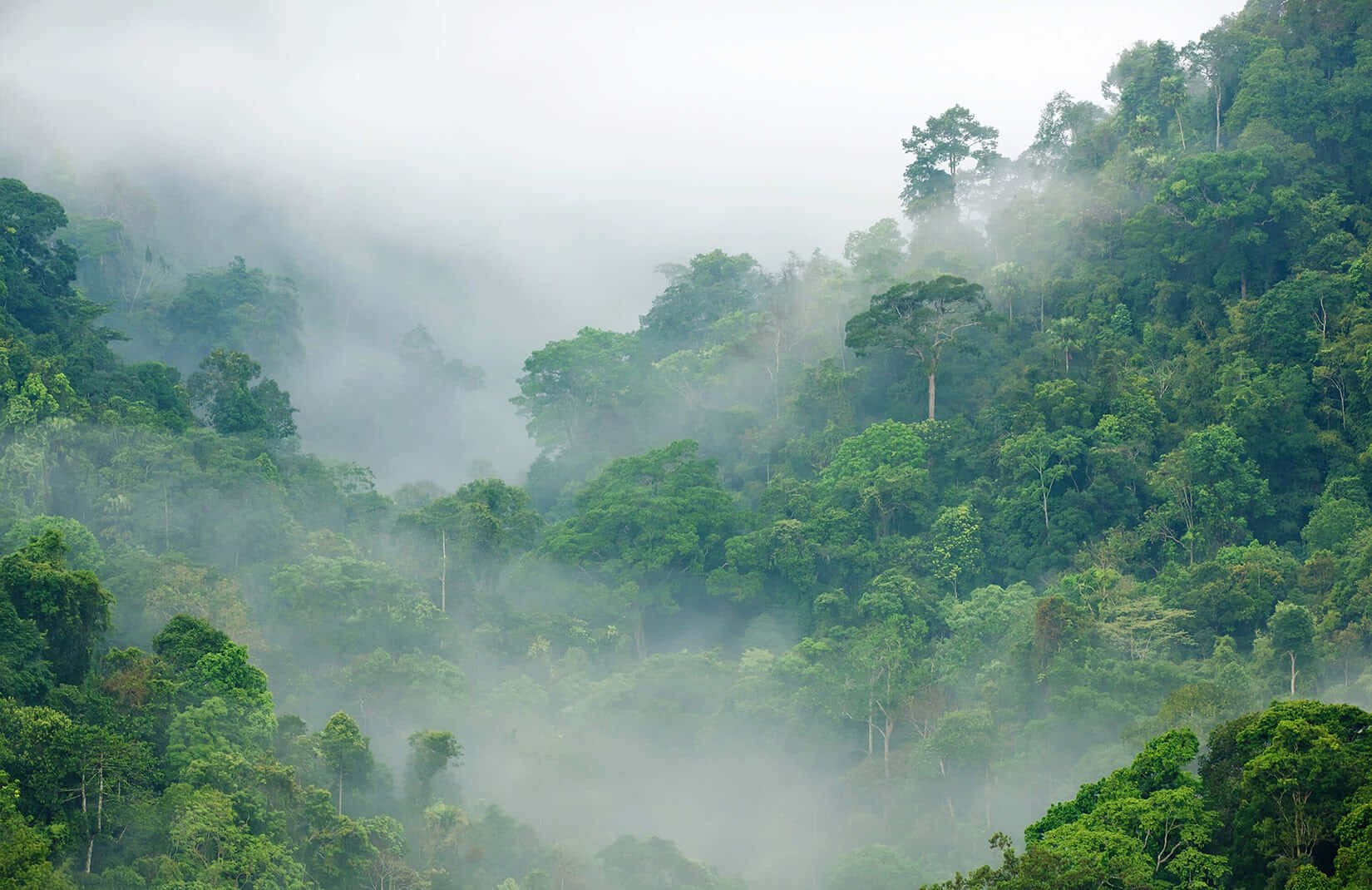Phong cảnh rừng nhiệt đới 35